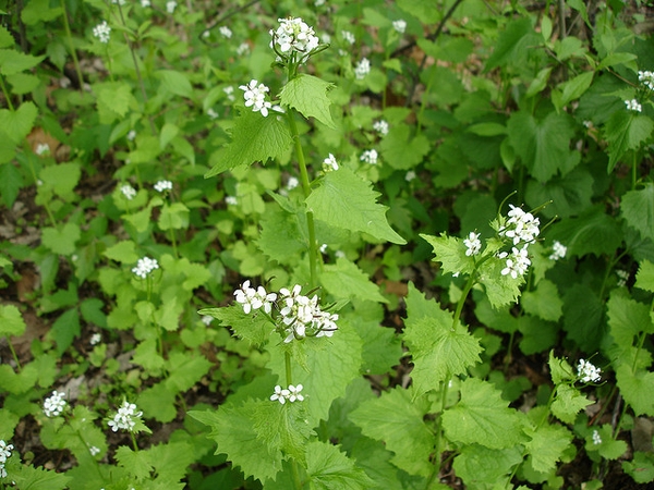 Garlic Mustard